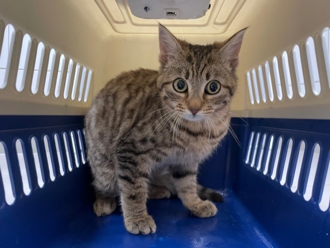 Photo #1 de Chipster