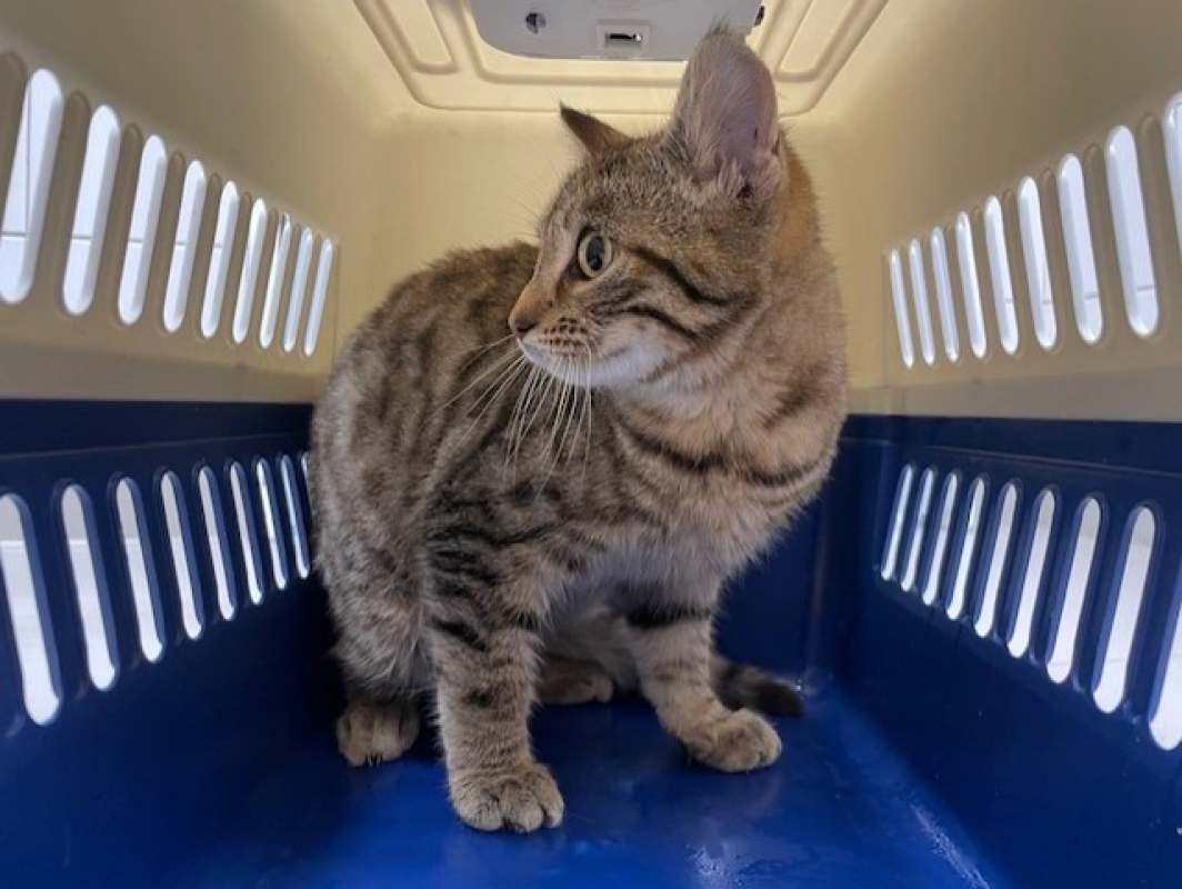 Photo #2 de Chipster