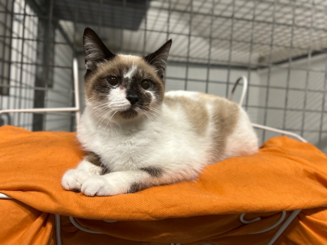 Photo #1 de Chatcaboum