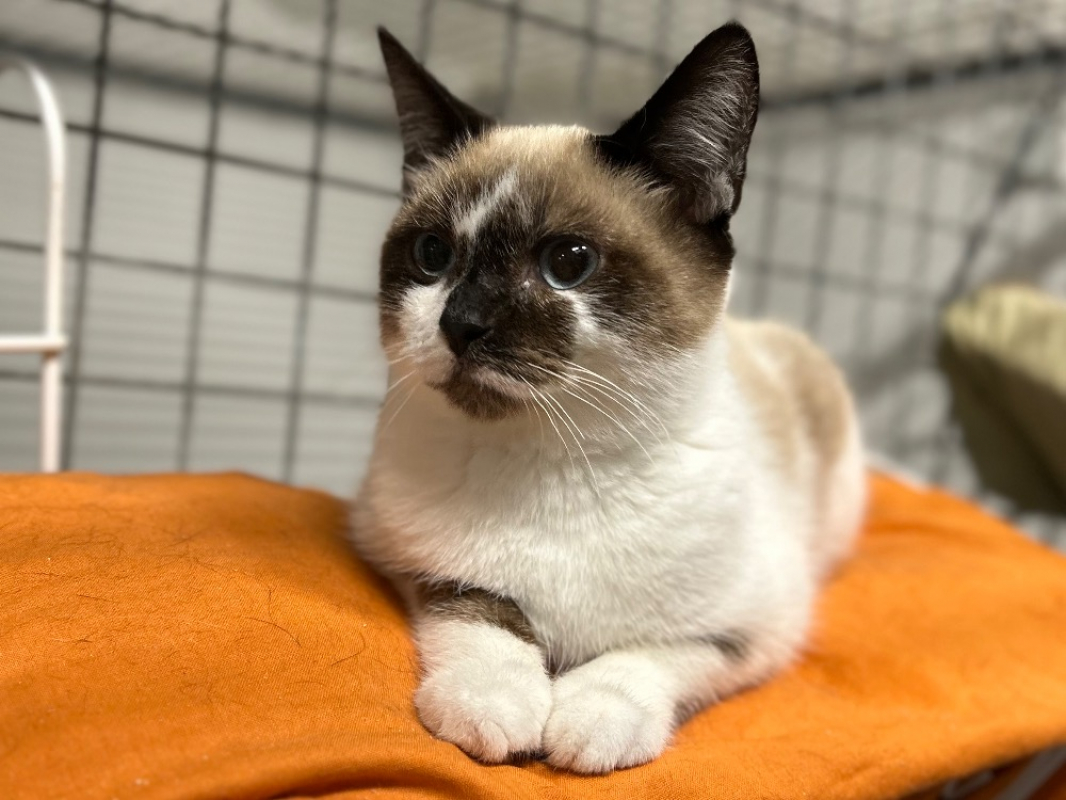 Photo #2 de Chatcaboum