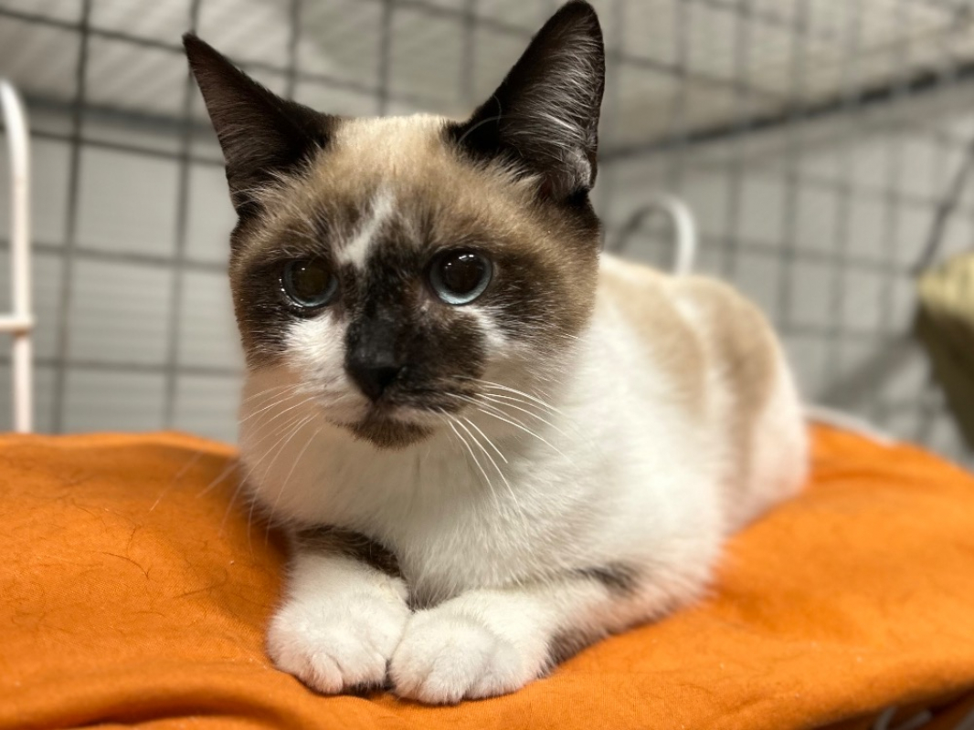 Photo #3 de Chatcaboum