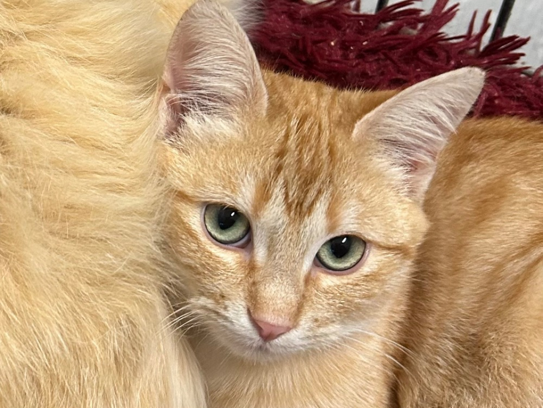 Photo de Chakolantern