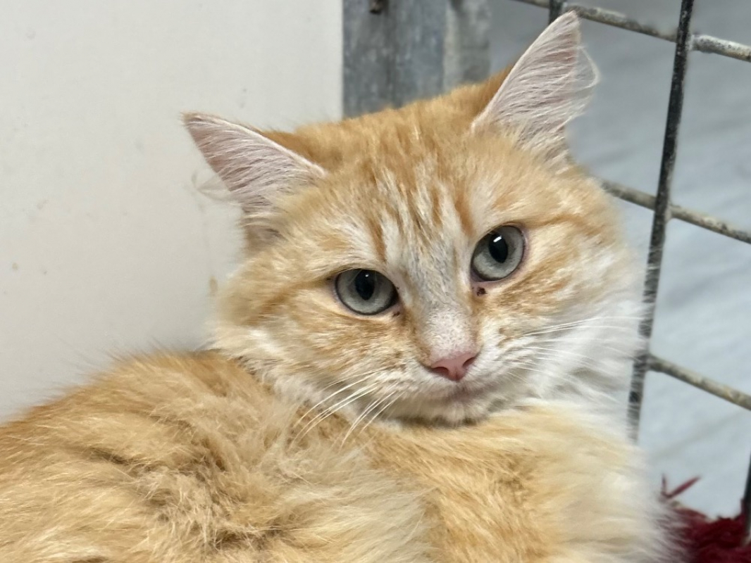 Photo #1 de P'tit fantome