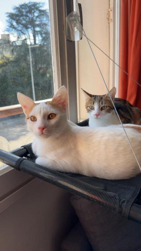 Photo #3 de Kit et Kat