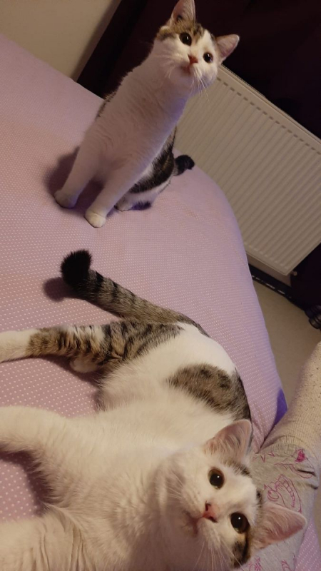 Photo #1 de Actarus & Azarro