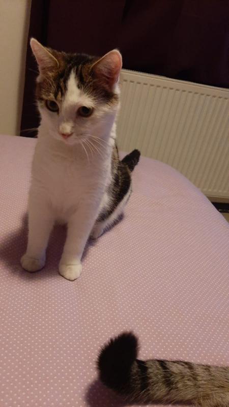 Photo #2 de Actarus & Azarro