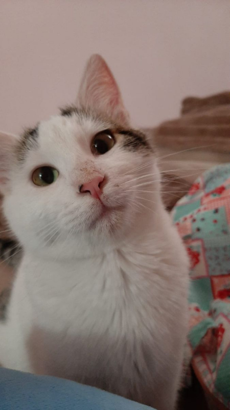 Photo #3 de Actarus & Azarro