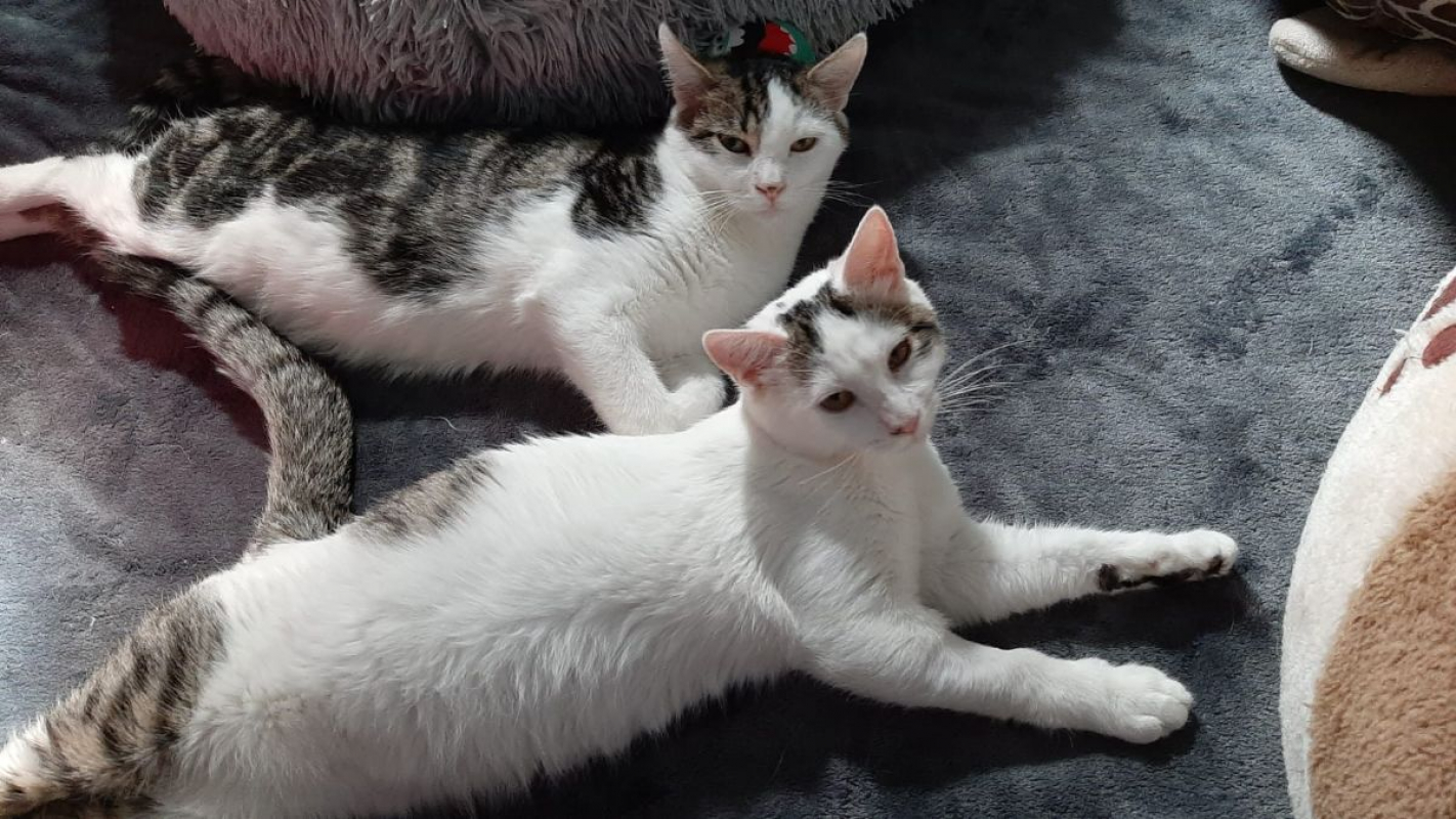 Photo #4 de Actarus & Azarro