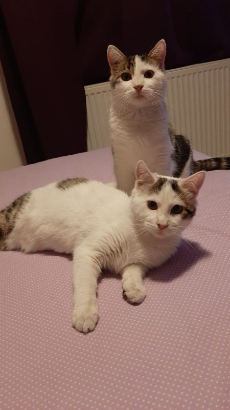 Photo #5 de Actarus & Azarro