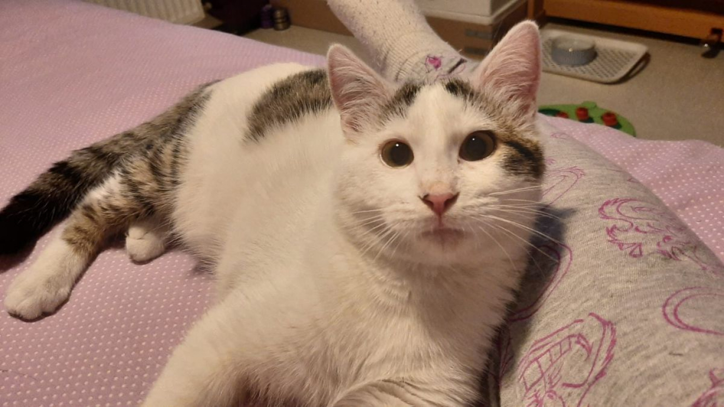 Photo #6 de Actarus & Azarro