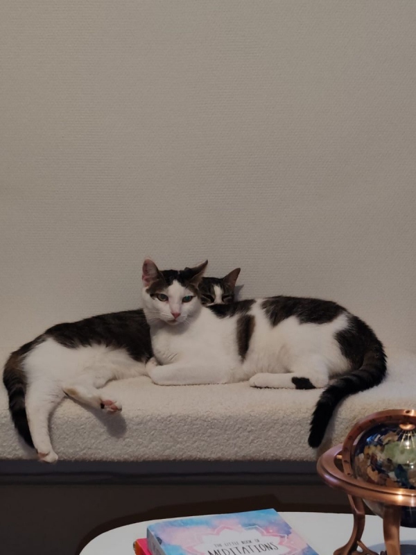 Photo #3 de Mia & Moka