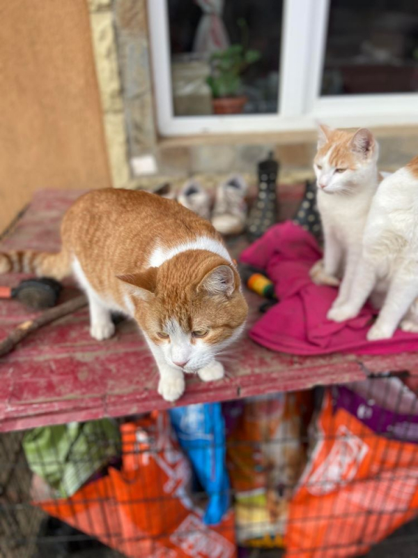 Photo #4 de Sebastian 