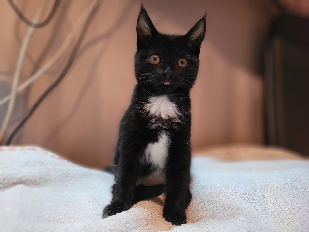 Photo #1 de Citrouille