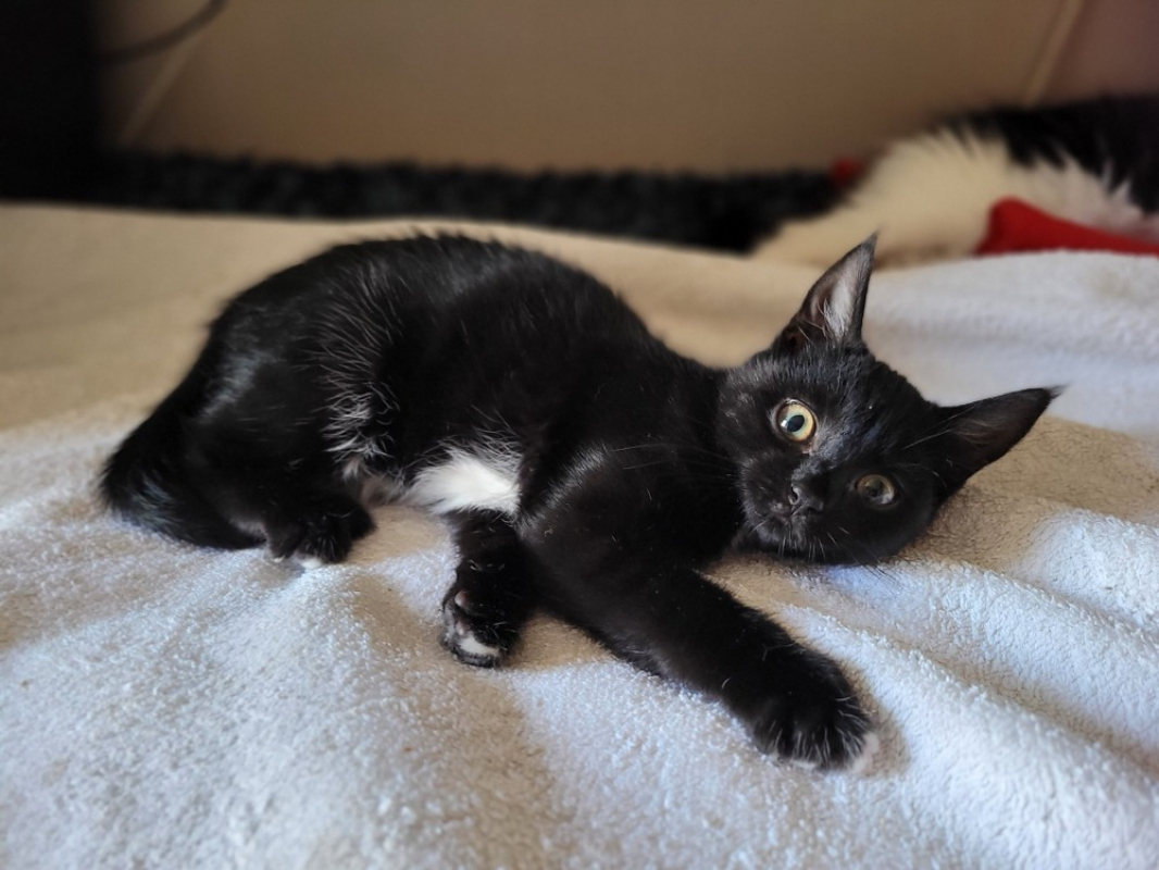 Photo #2 de Citrouille