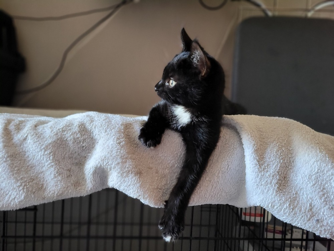 Photo #3 de Citrouille