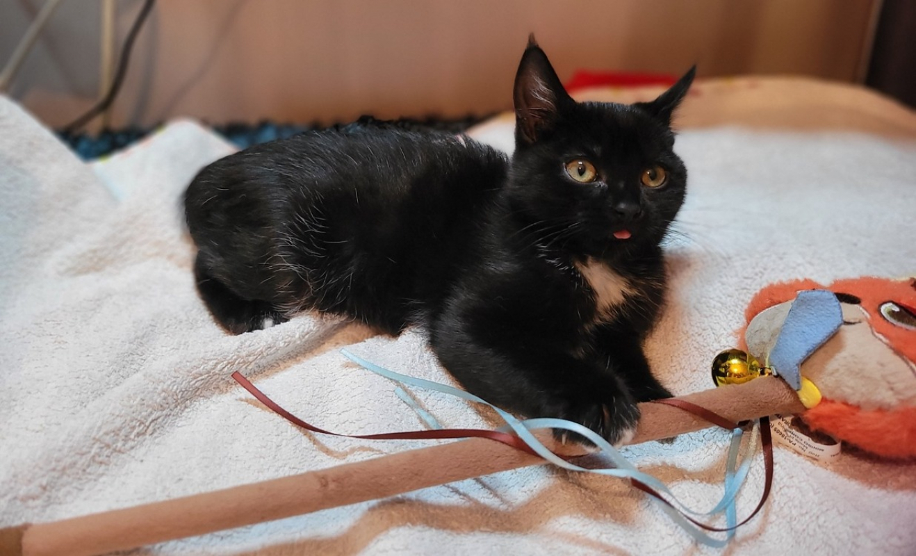 Photo #4 de Citrouille