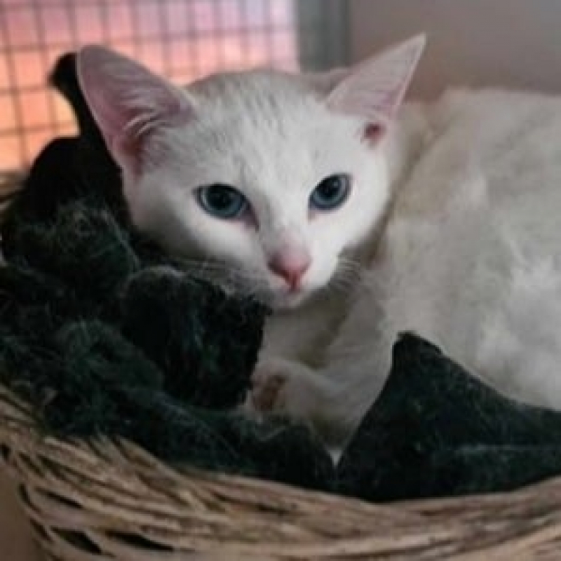 Photo de Coconut