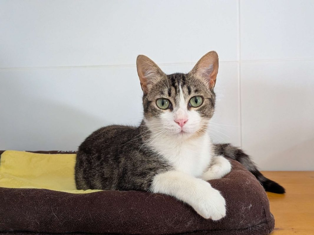Kyoto - Chat Européen à adopter