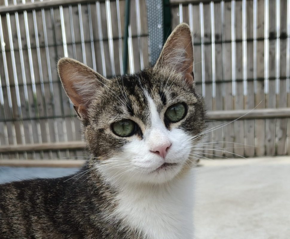 Kyoto - Chat Européen à adopter - photo 2