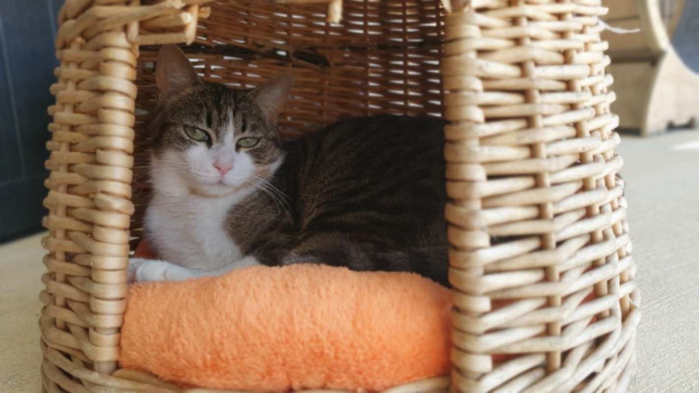 Kyoto - Chat Européen à adopter - photo 3