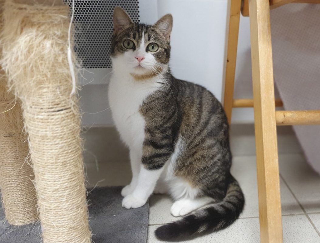 Kyoto - Chat Européen à adopter - photo 4