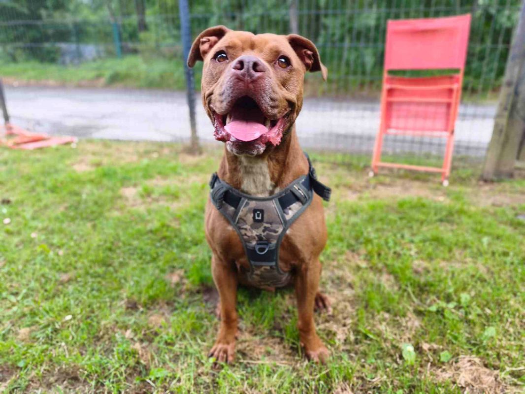 Thor - Chien American Bully à adopter