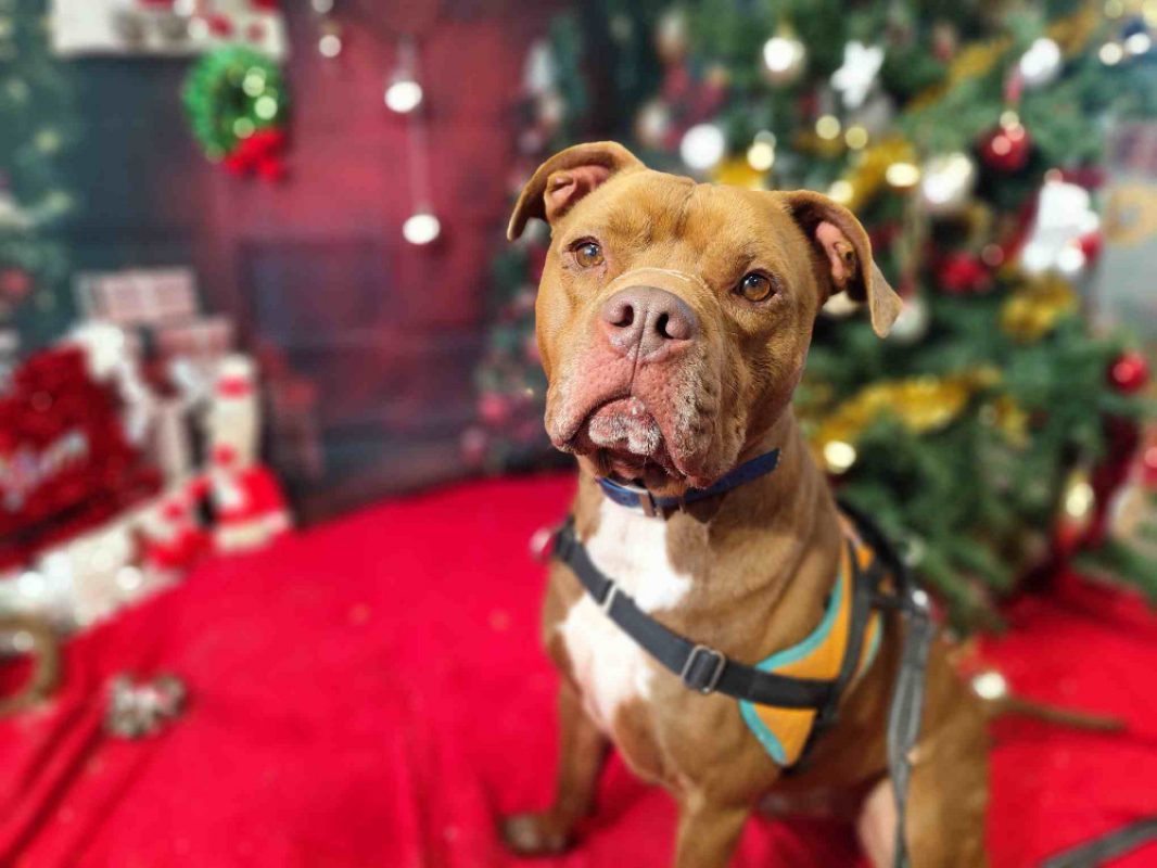 Thor - Chien American Bully à adopter - photo 2