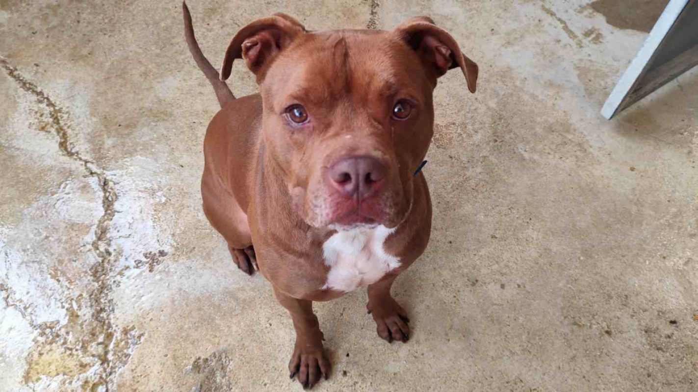 Thor - Chien American Bully à adopter - photo 3