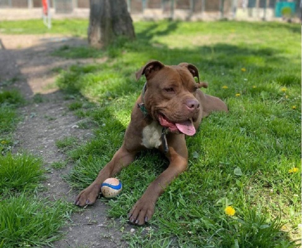 Thor - Chien American Bully à adopter - photo 4