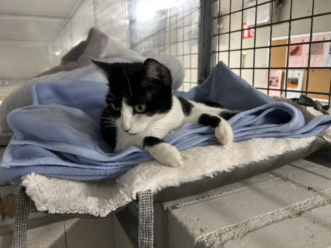 Photo #1 de Lootesse