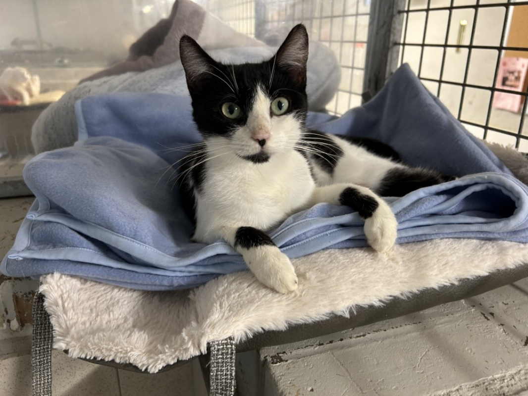 Photo #2 de Lootesse