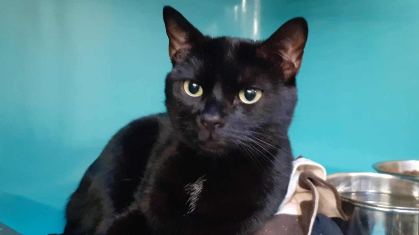 Photo #1 de Bagheera