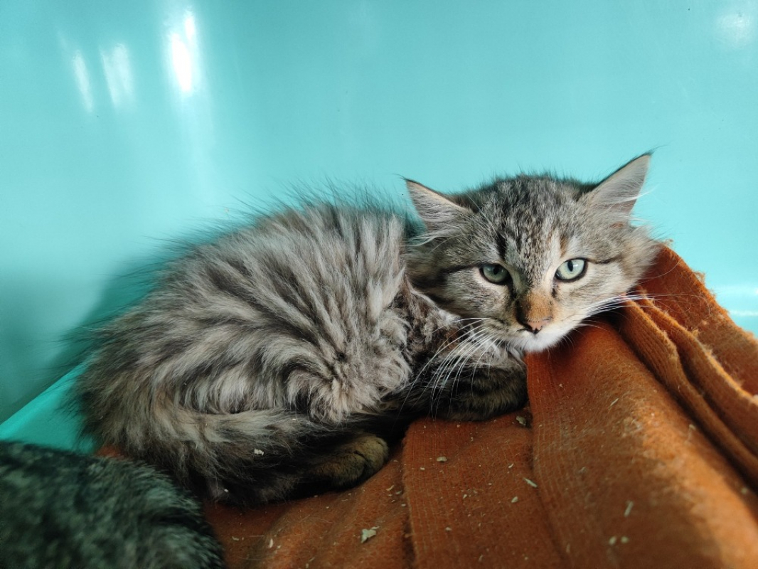 Photo #1 de Galaxy réservé