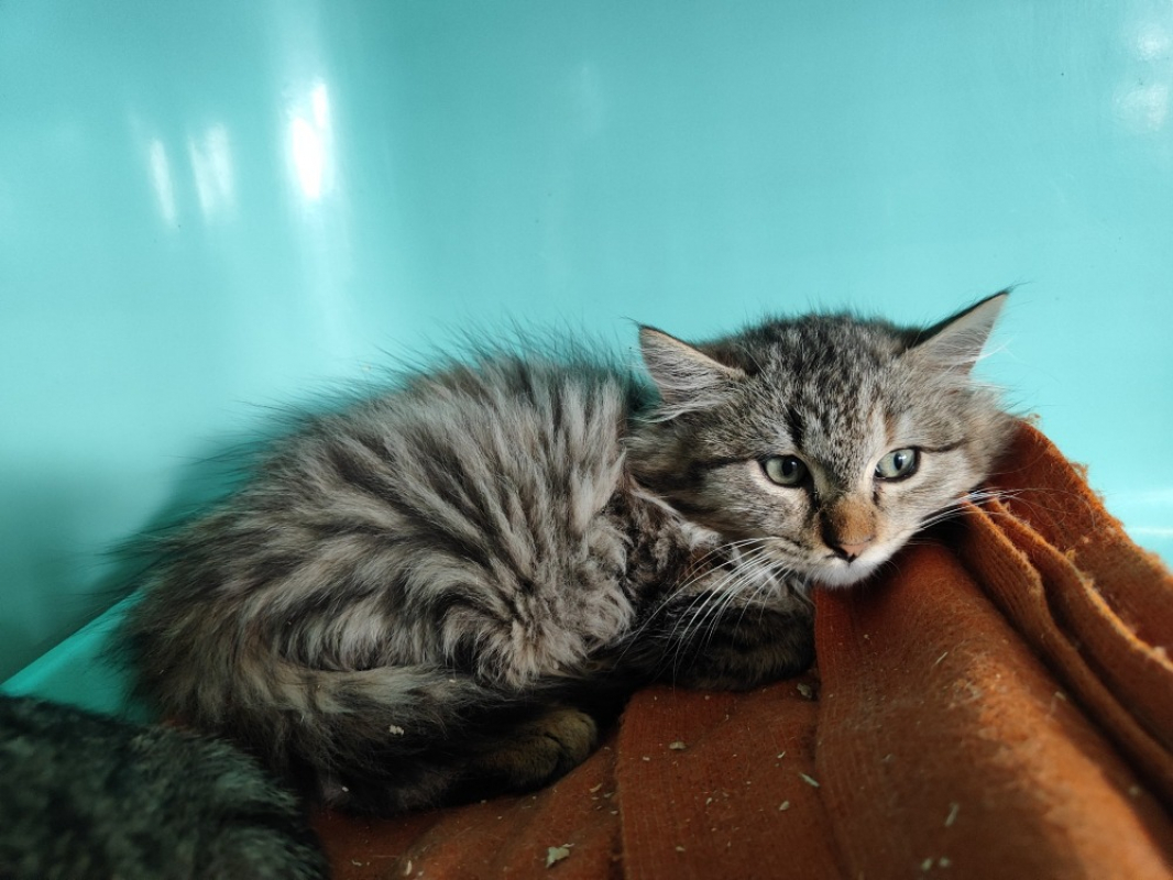 Photo #2 de Galaxy réservé