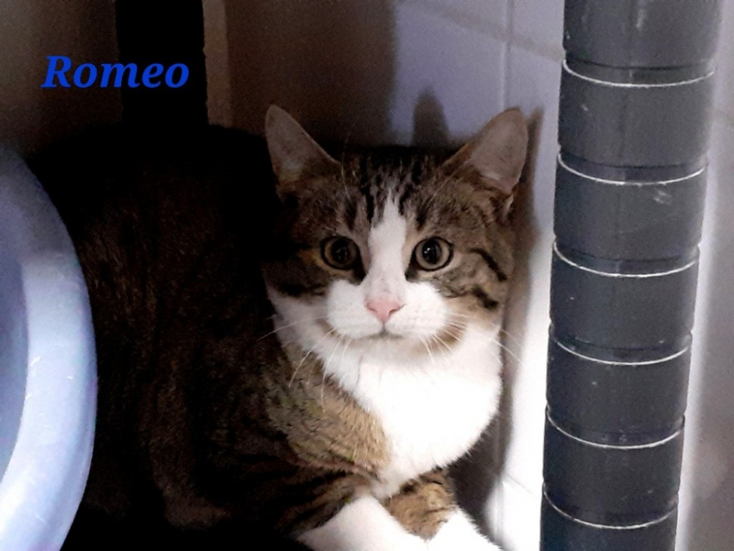 Photo #1 de Romeo
