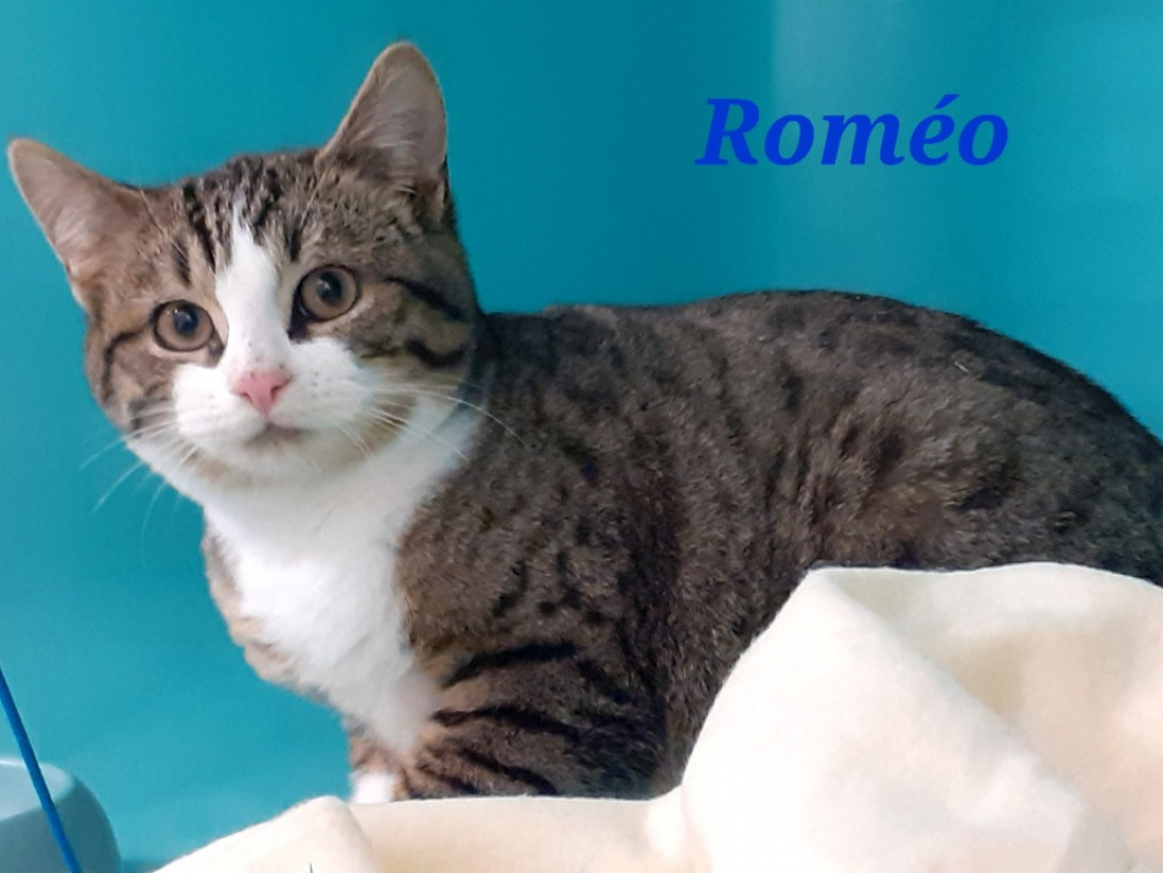 Photo #2 de Romeo