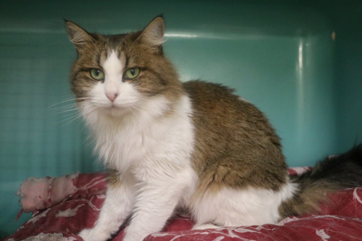 Photo de Roulet boulet