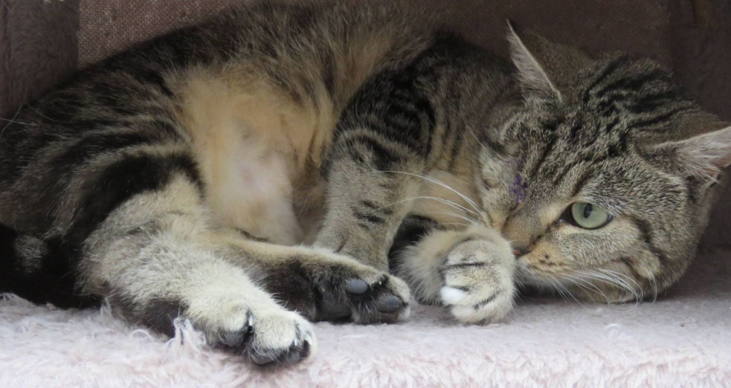 Photo #1 de Capoeira