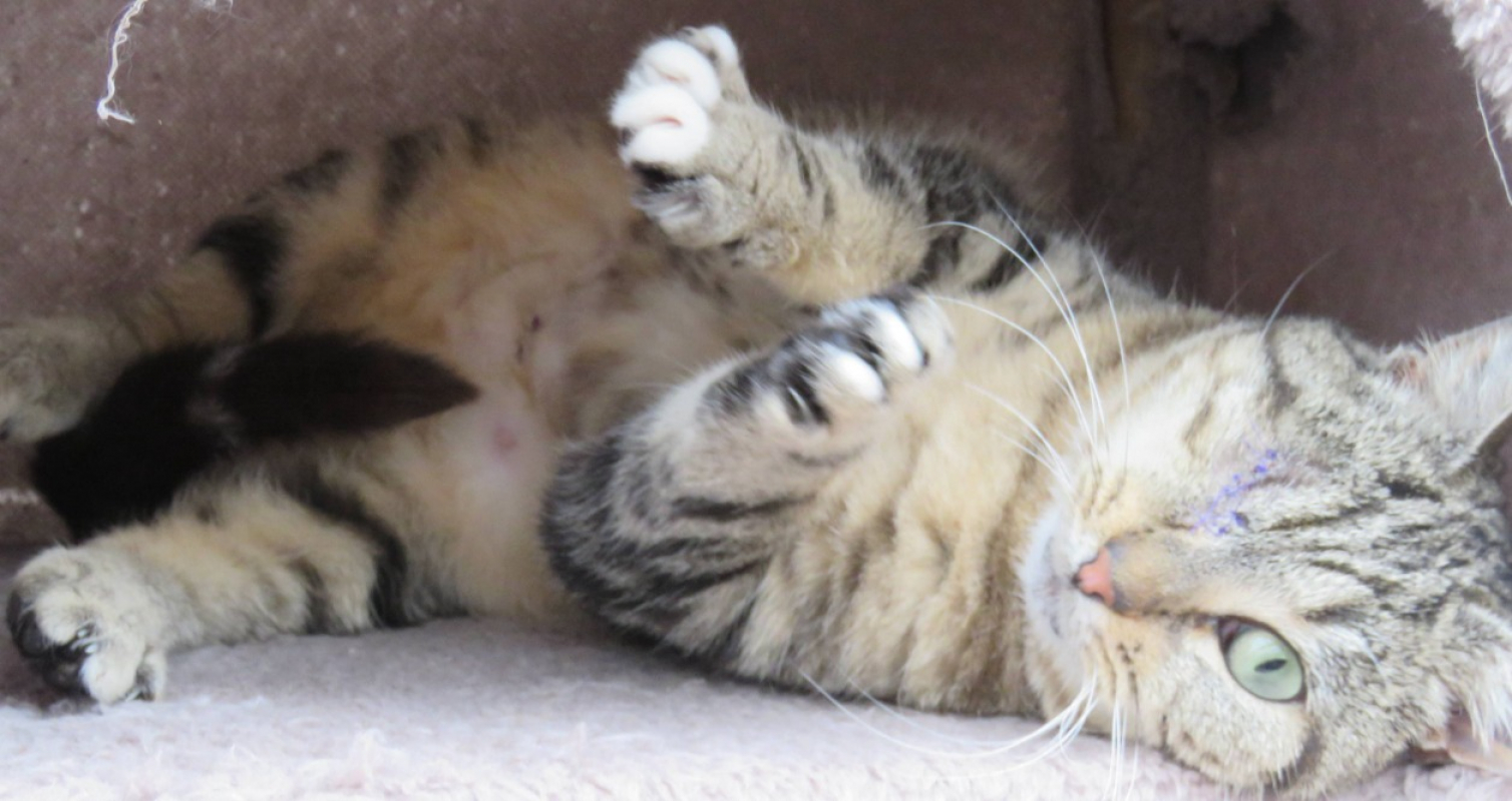 Photo #2 de Capoeira