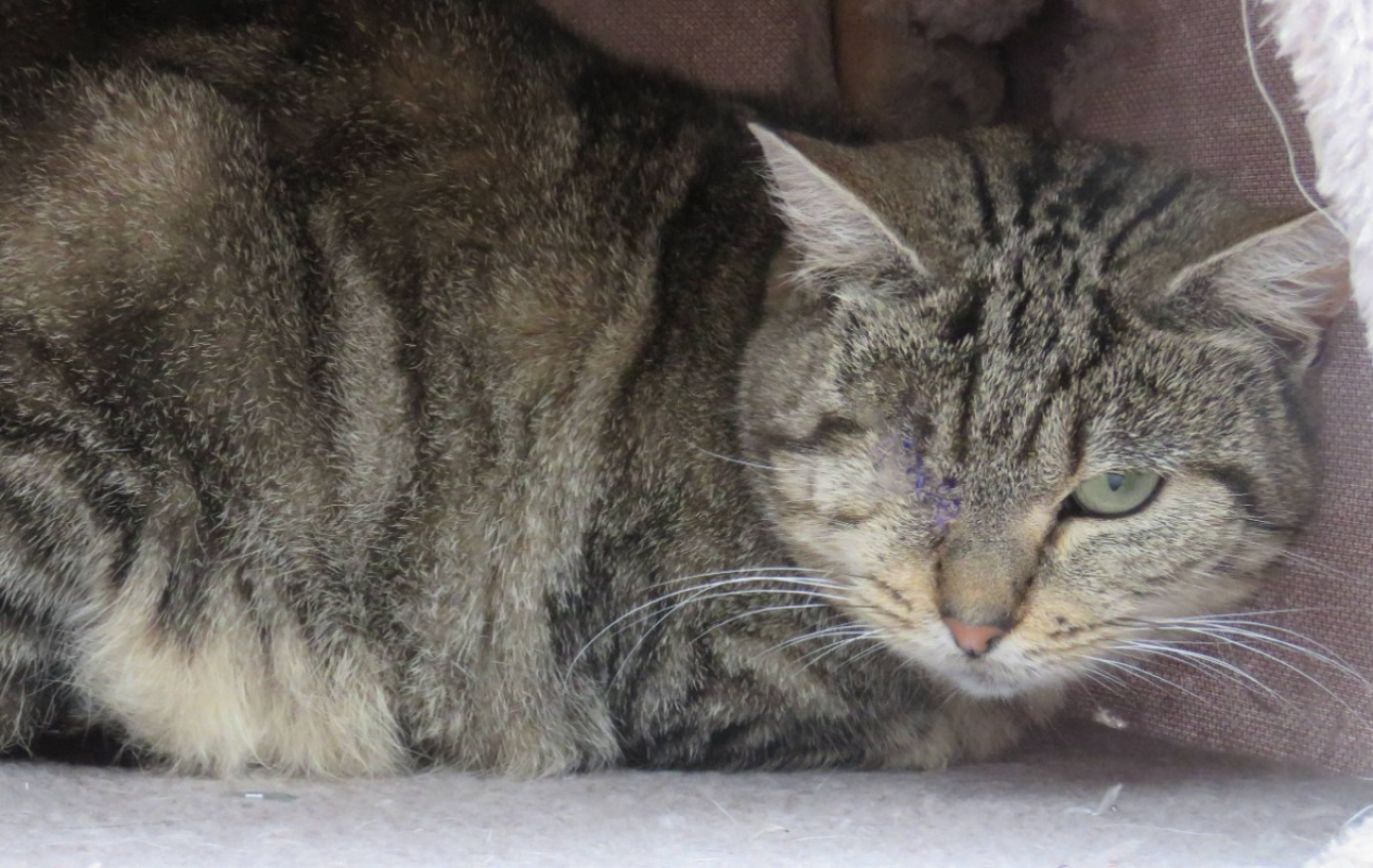 Photo #3 de Capoeira