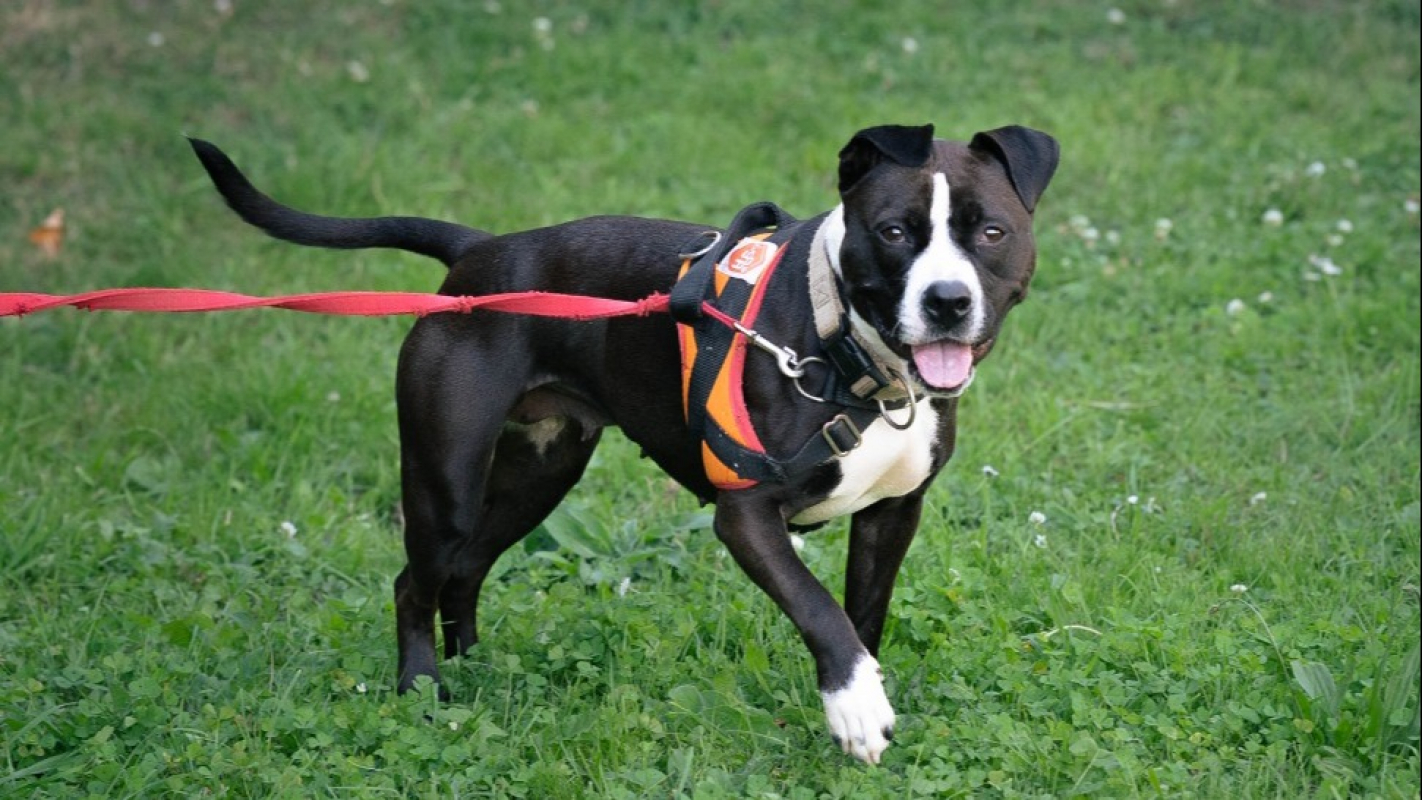 Photo #1 de Artemis