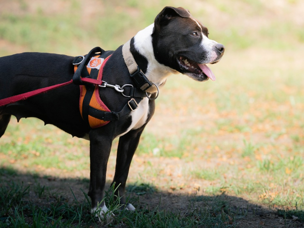 Photo #3 de Artemis