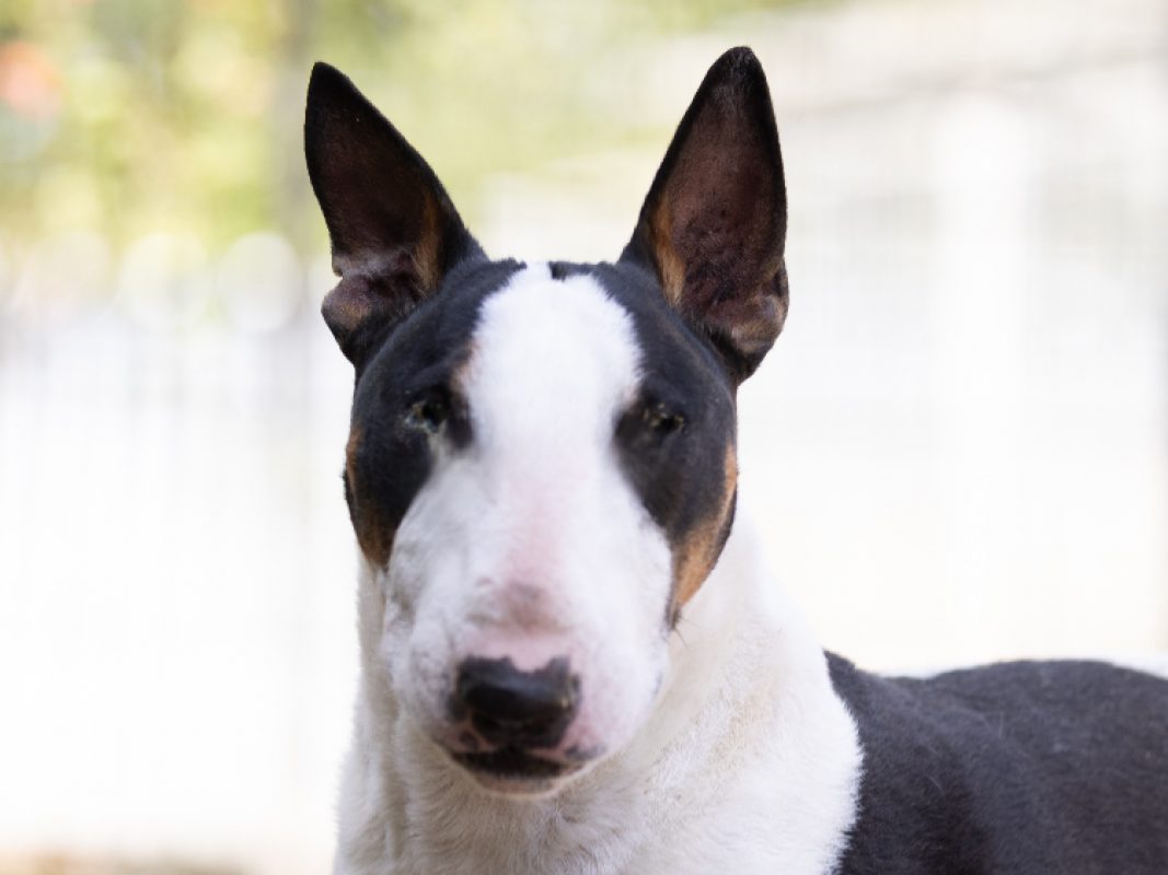 Pitt - Chien Bull Terrier à adopter