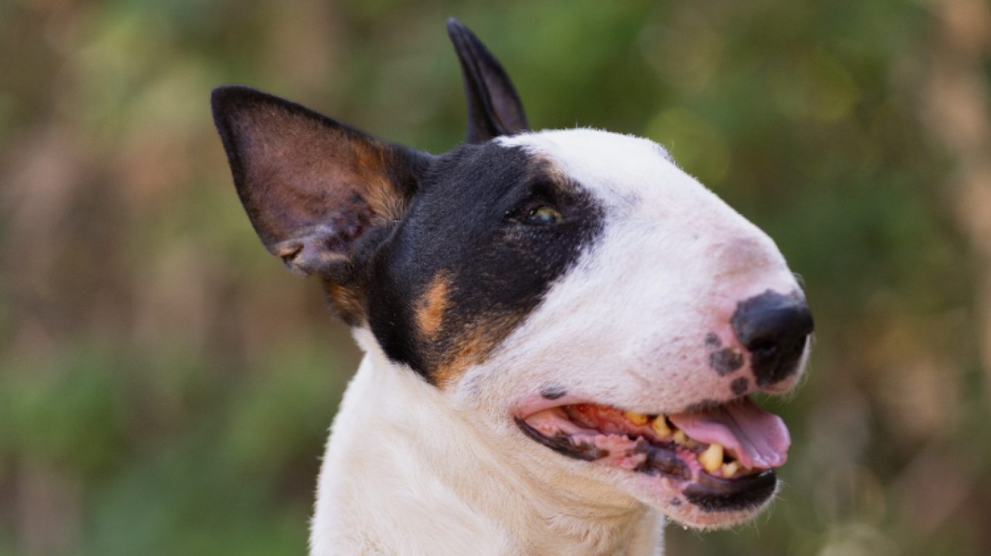 Pitt - Chien Bull Terrier à adopter - photo 2