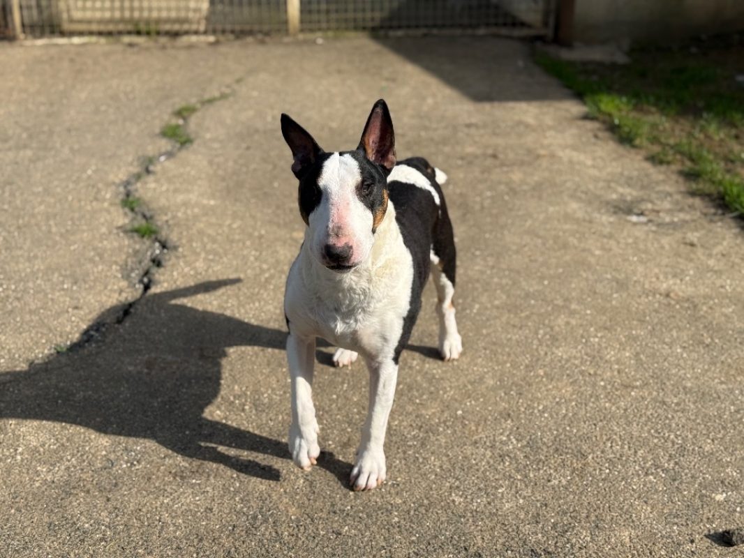 Pitt - Chien Bull Terrier à adopter - photo 3