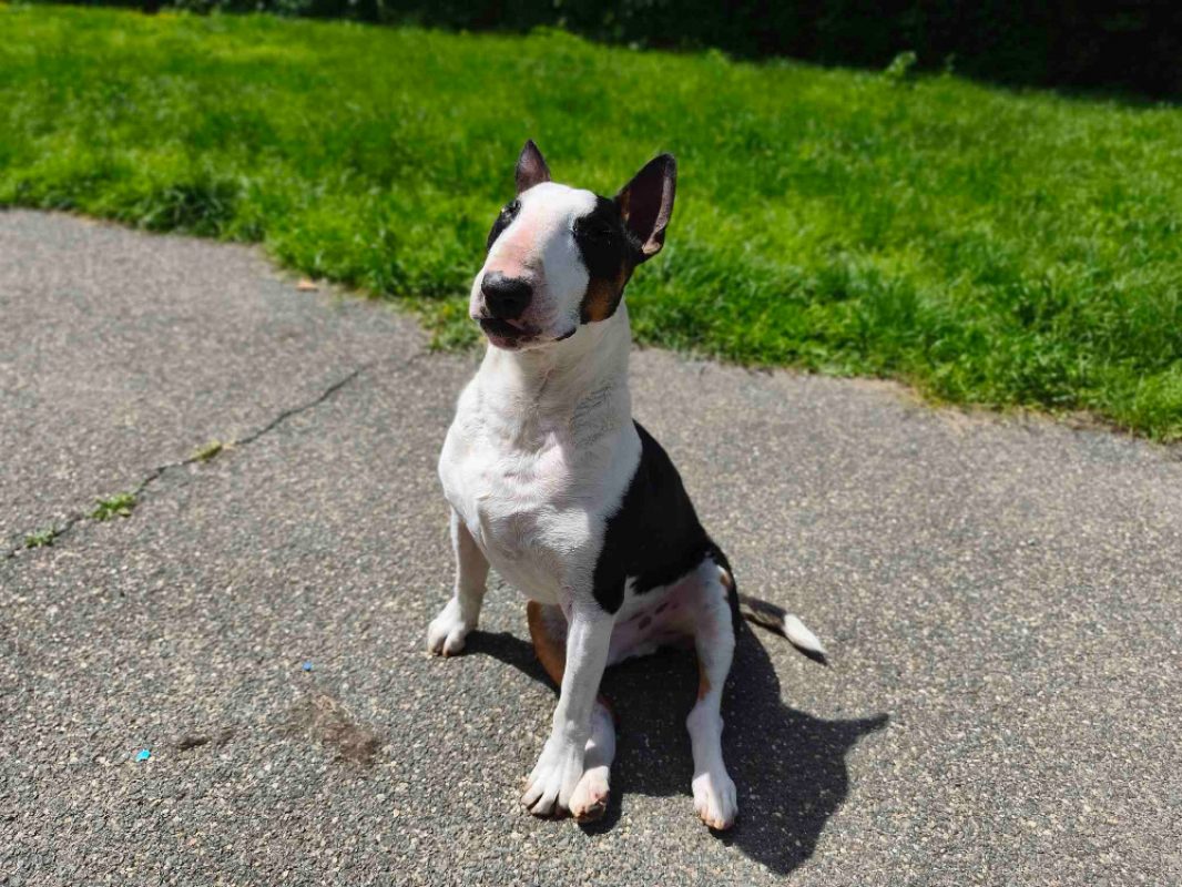 Pitt - Chien Bull Terrier à adopter - photo 4