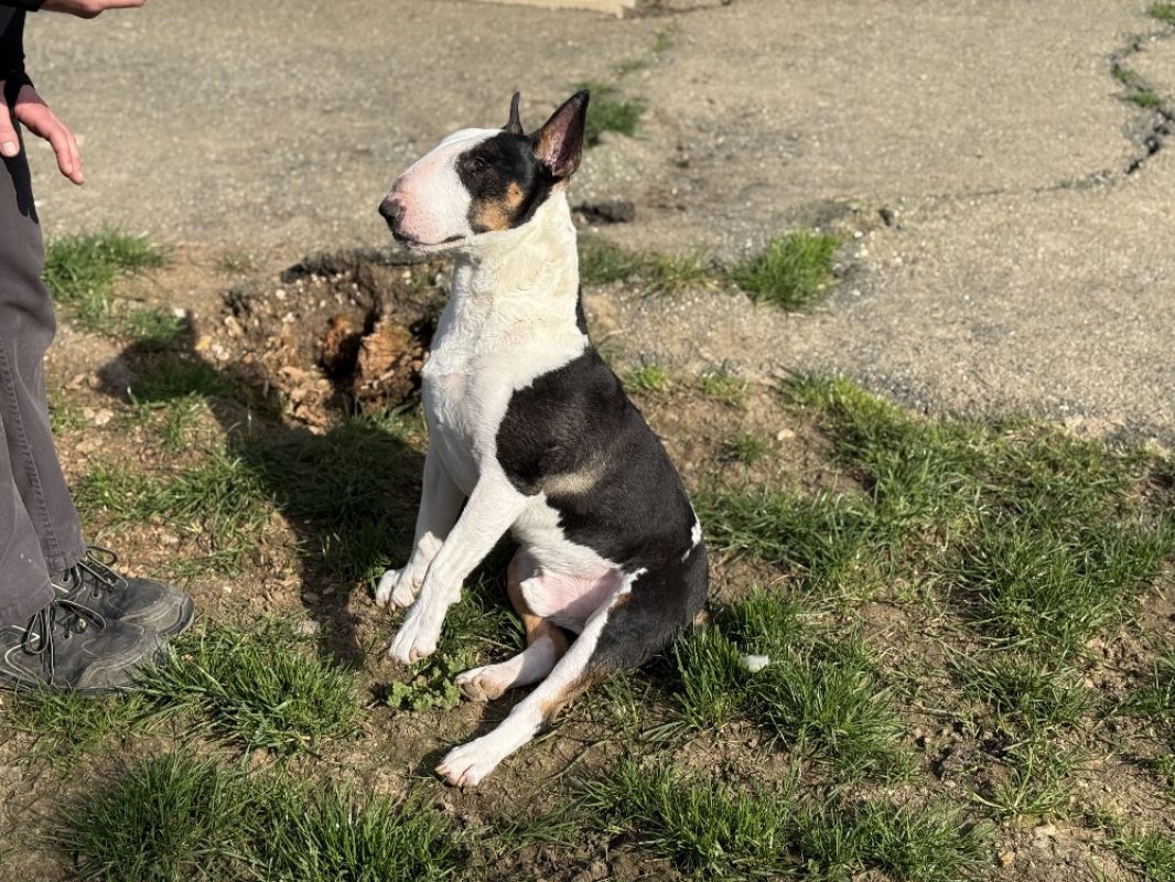 Pitt - Chien Bull Terrier à adopter - photo 5