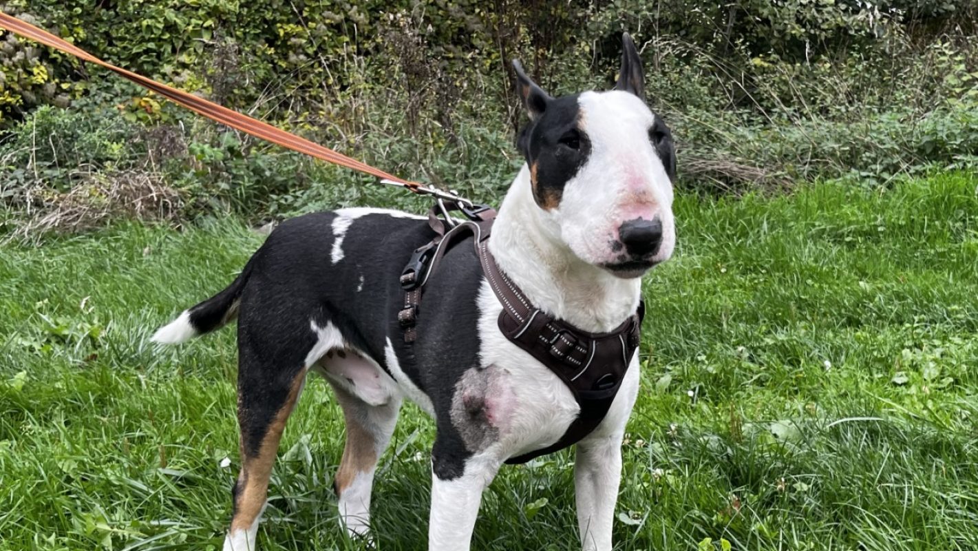 Pitt - Chien Bull Terrier à adopter - photo 6