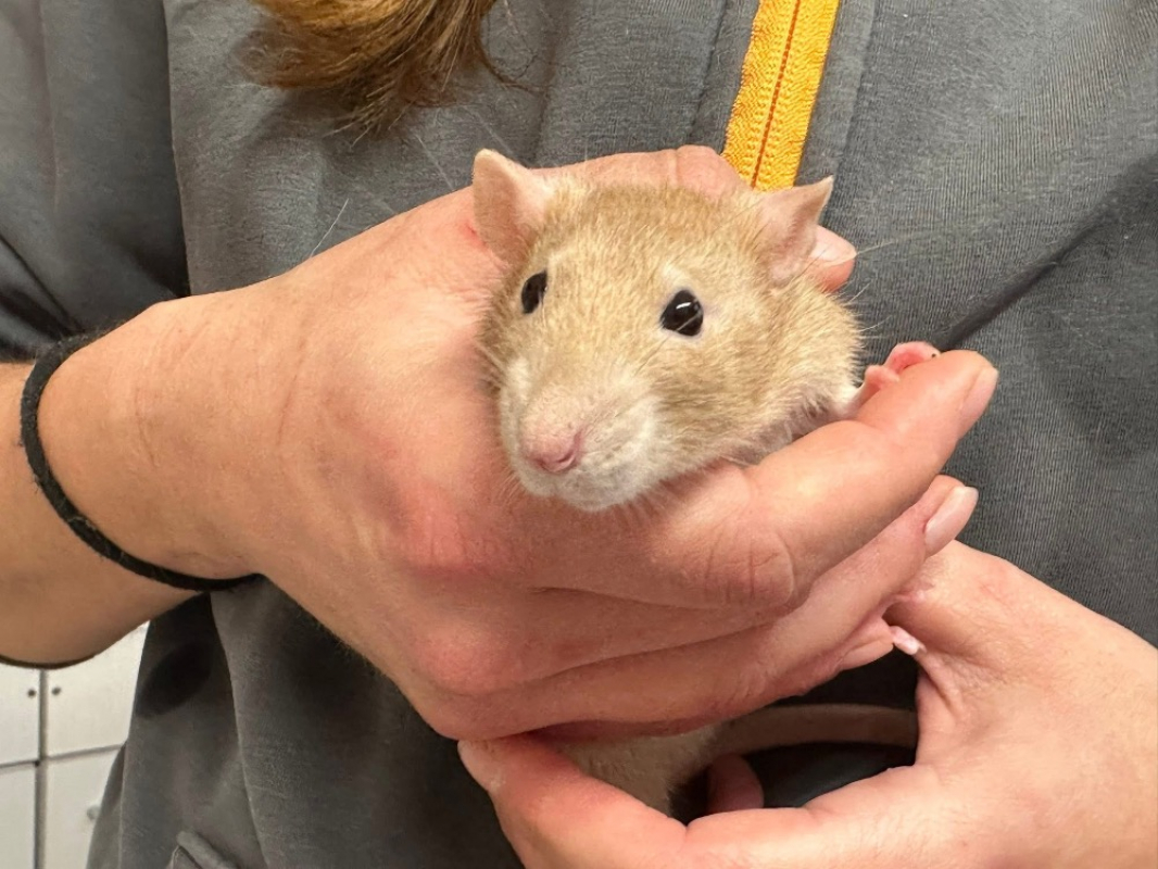 Photo #1 de Ratatouille