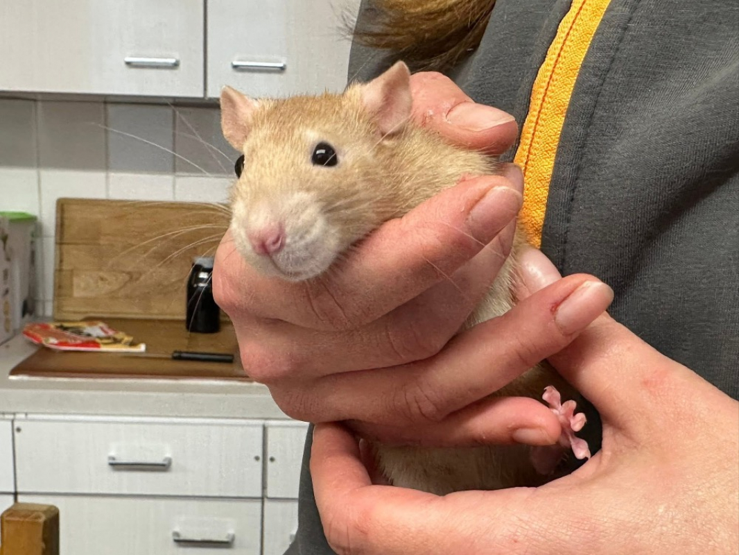 Photo #2 de Ratatouille